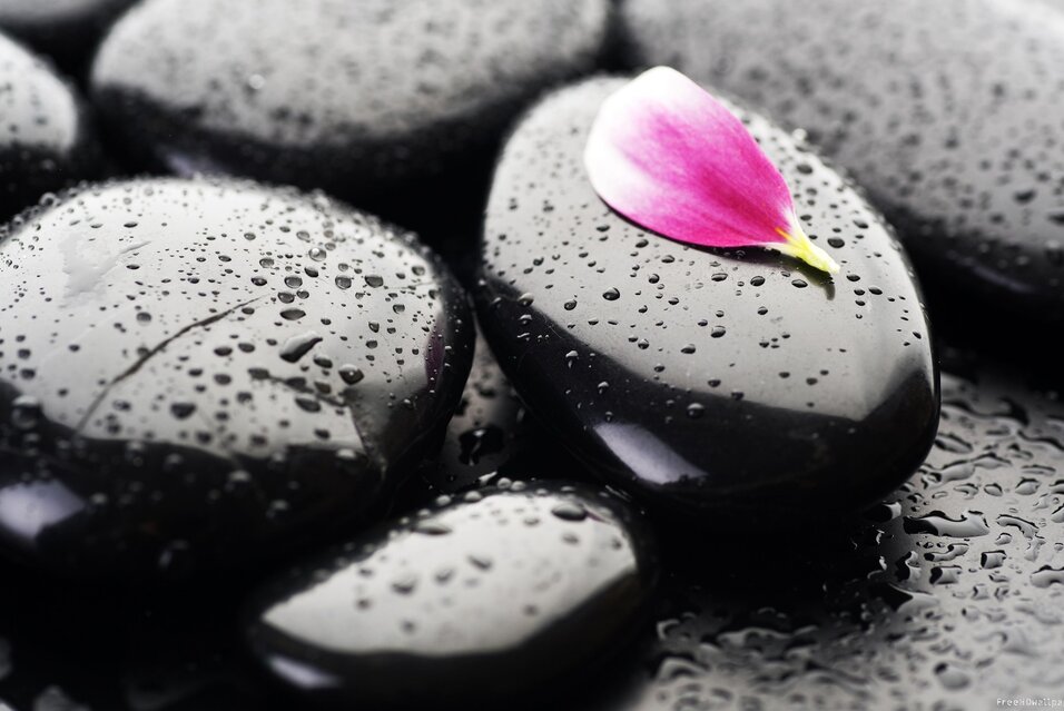 Wet black stones with a pink flower petal on top.