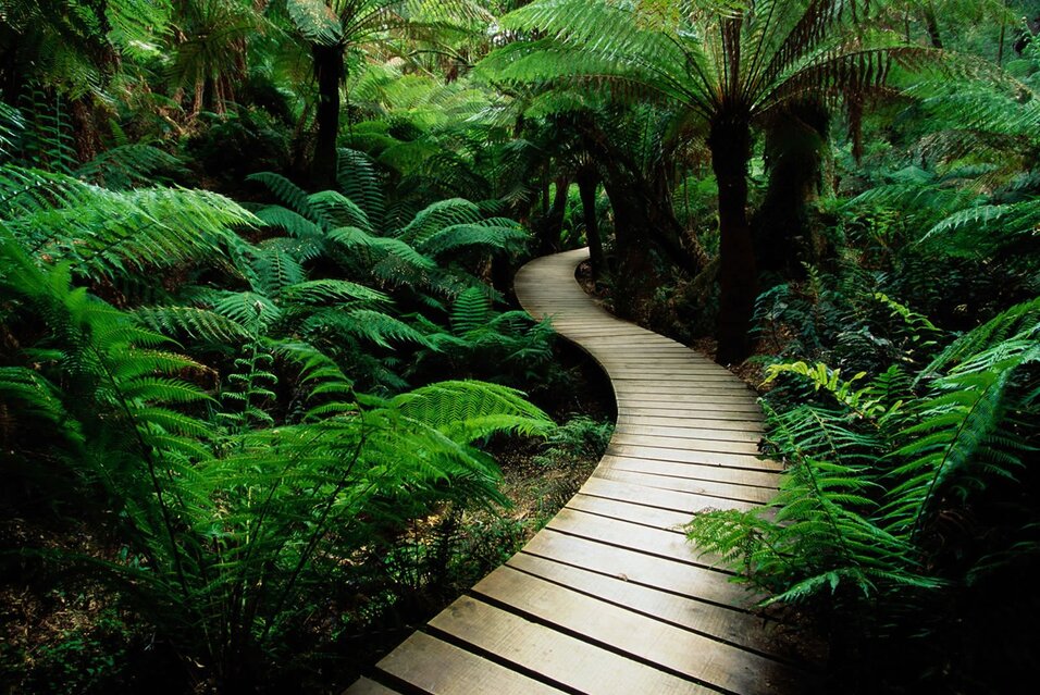 Curved wooden path through lush green forest ferns.